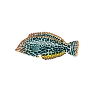 Leopard Wrasse